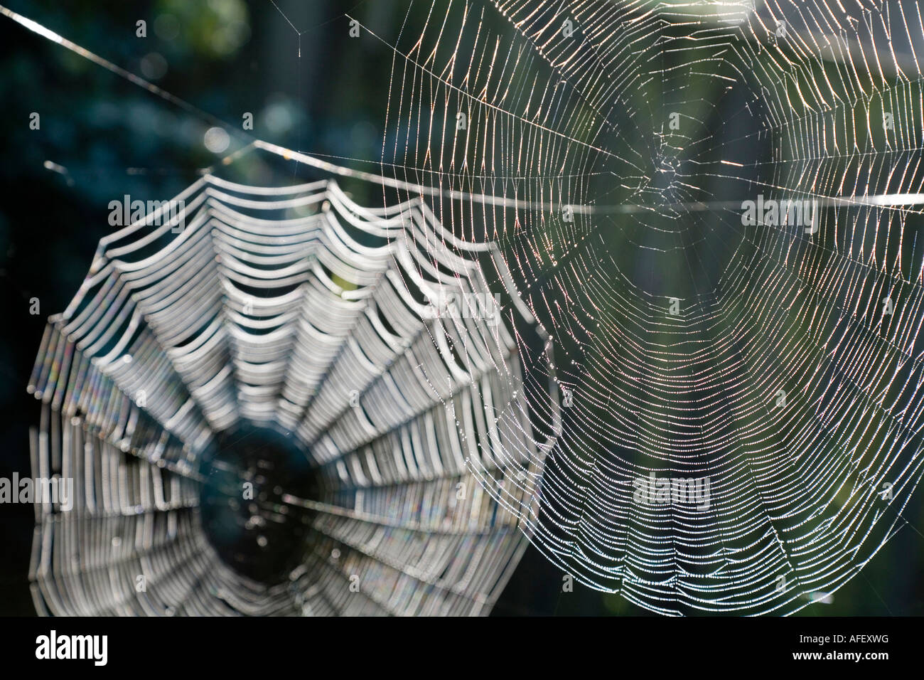 Detail of two cobwebs against a dark background Stock Photo