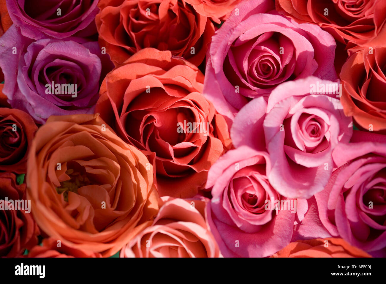 Bouquet of orange pink and red roses shot from above Stock Photo