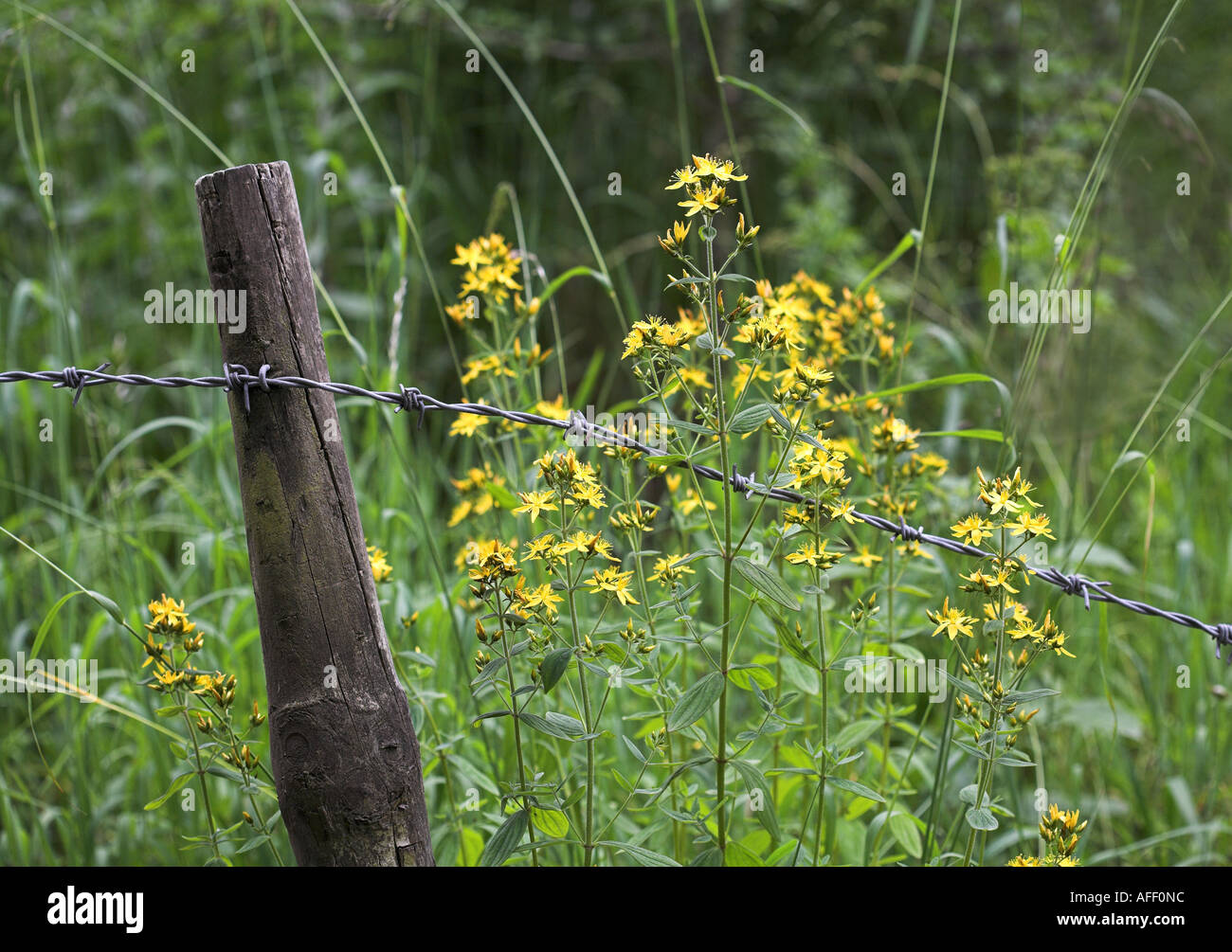 Slender St Johns Wort Hypericum pulchrum growing by barbed wire fence Stock Photo