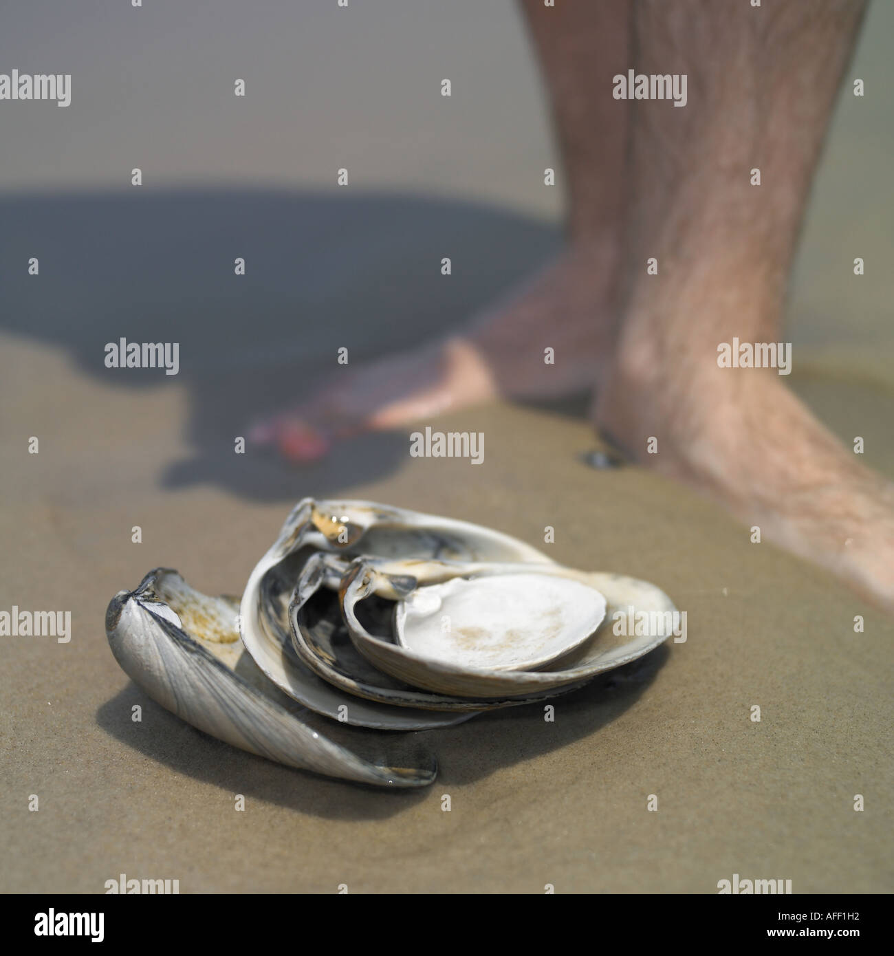 Shells on the ocean beach Stock Photo
