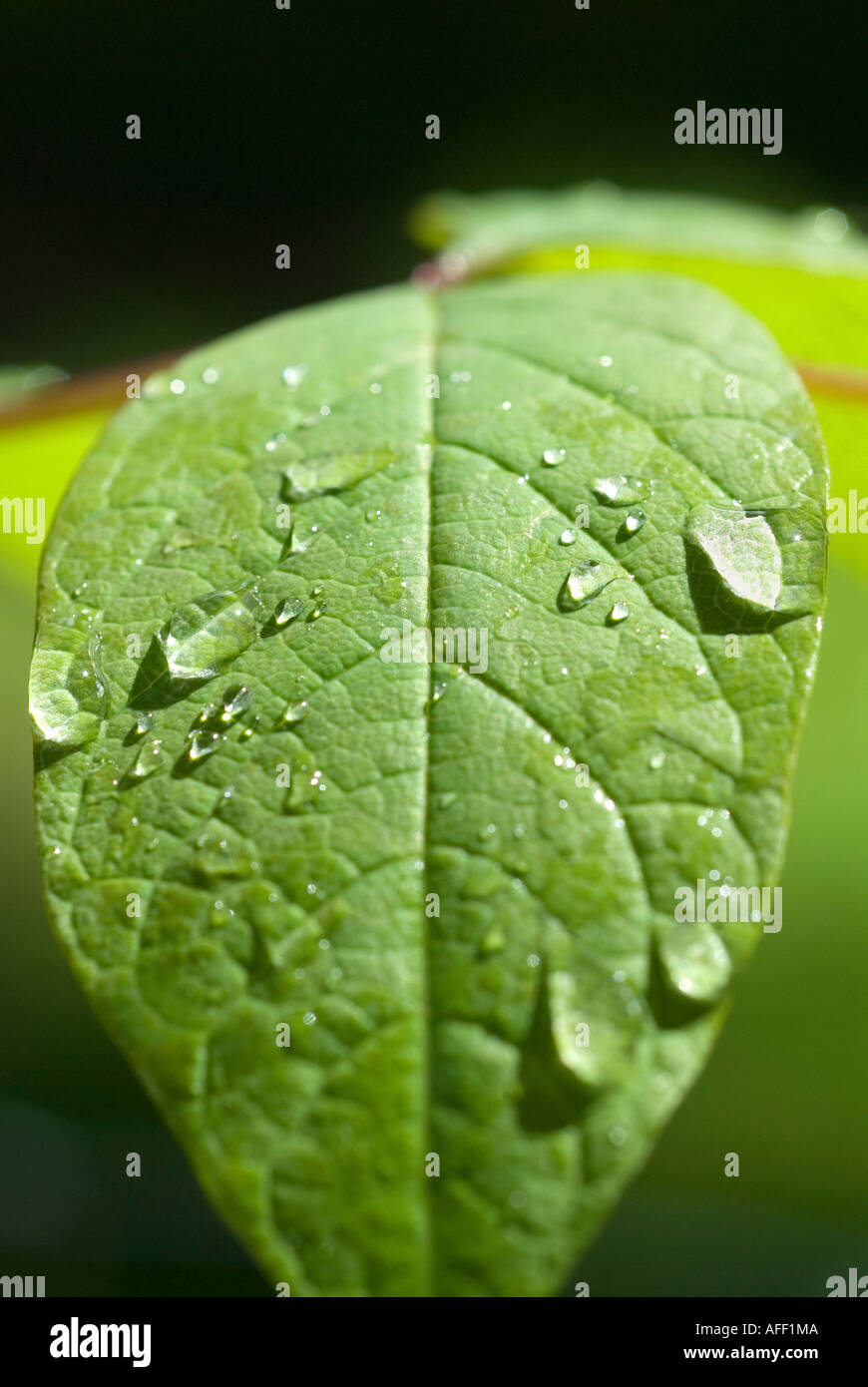Rain Droplets on Green Leaf Stock Photo