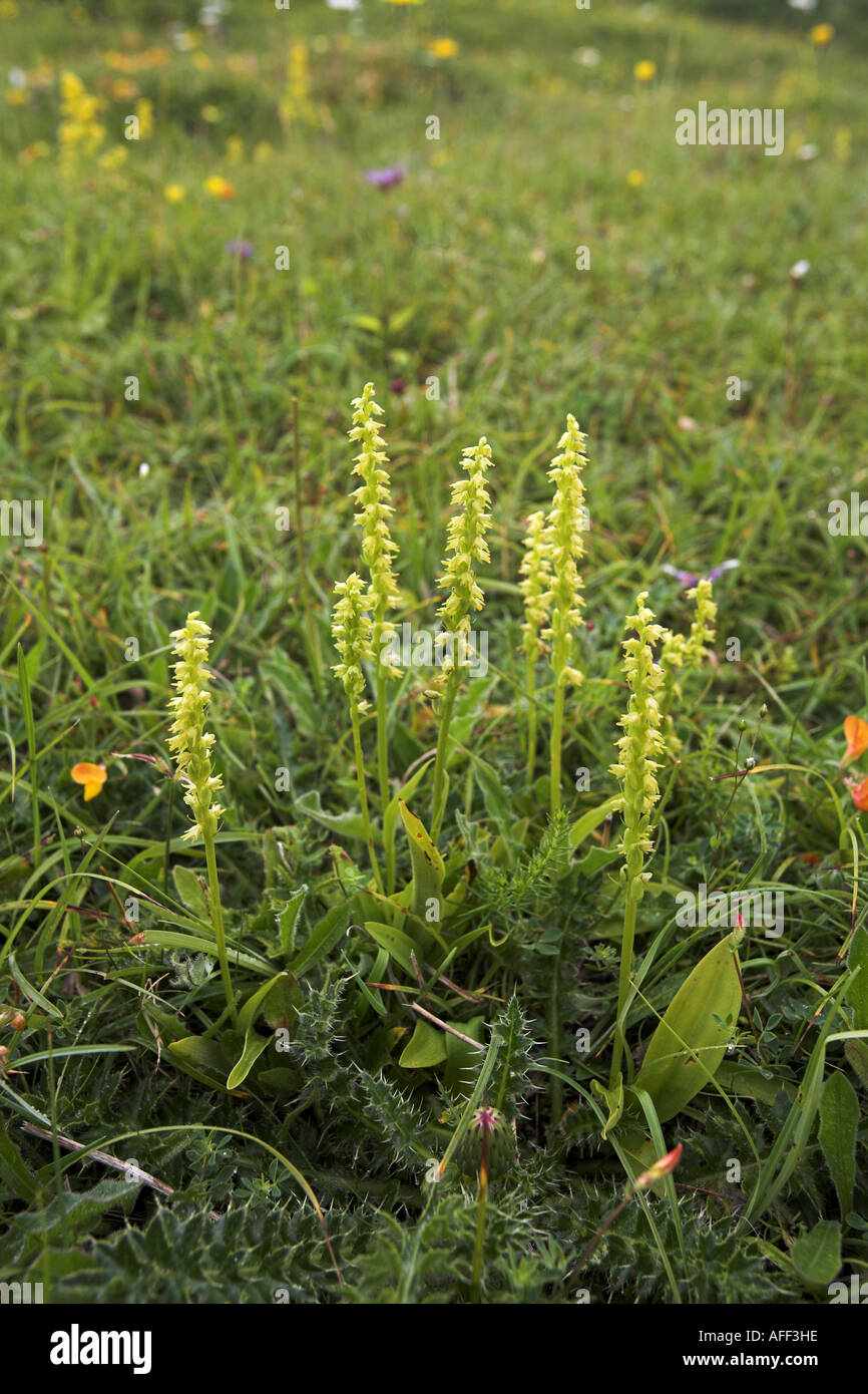 Musk Orchid flower spikes Herminium monorchis  colony Stock Photo
