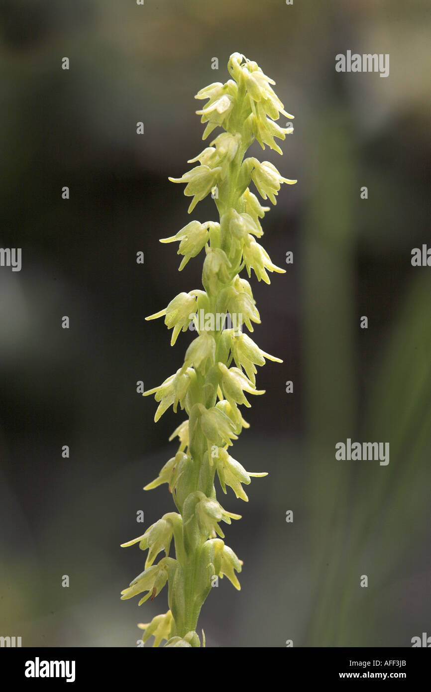 Musk Orchid flower spike Herminium monorchis Stock Photo