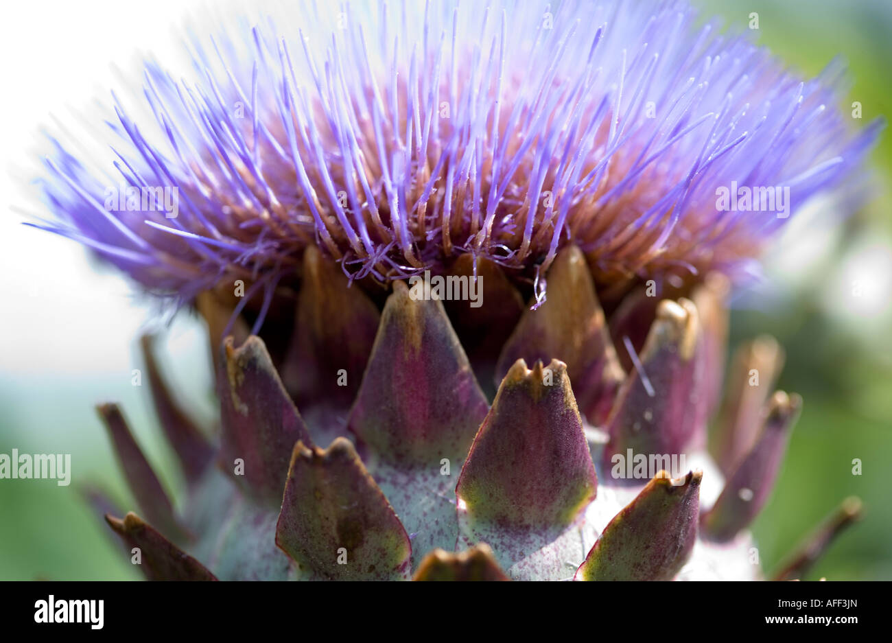 Close up shot of a flowering Cardoon Stock Photo