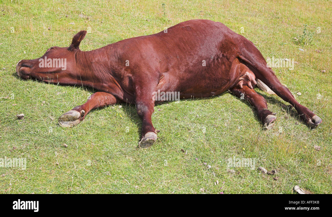 Cow sunbathing Stock Photo