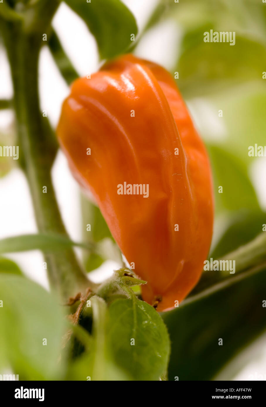 Ripening small orange pepper growing under glass Stock Photo