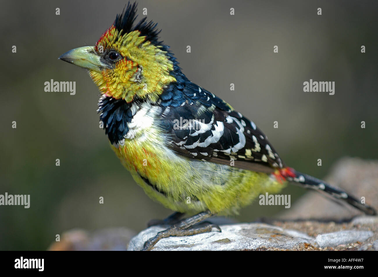 Crested barbet sitting on rock. Woodpecker family, Southern Africa Stock Photo