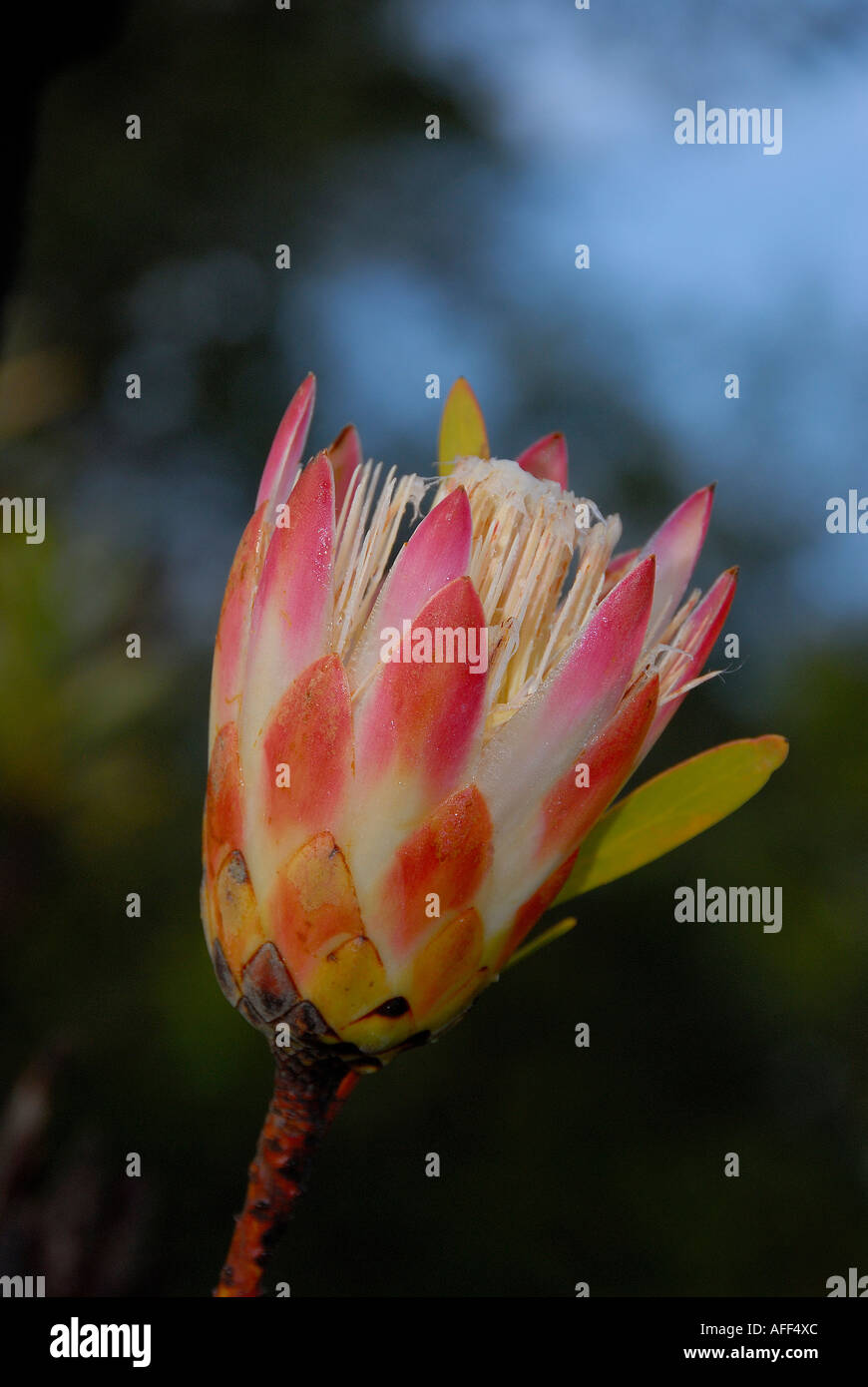 Red sugarbush, protea repens, vertical shot, South Africa Stock Photo