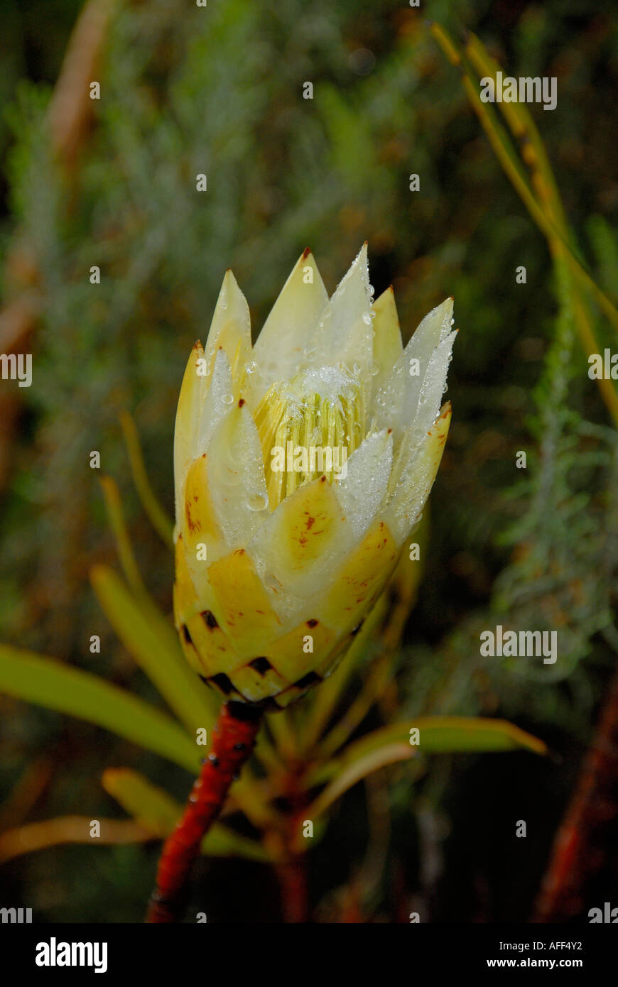 White protea repens, sugarbush Stock Photo