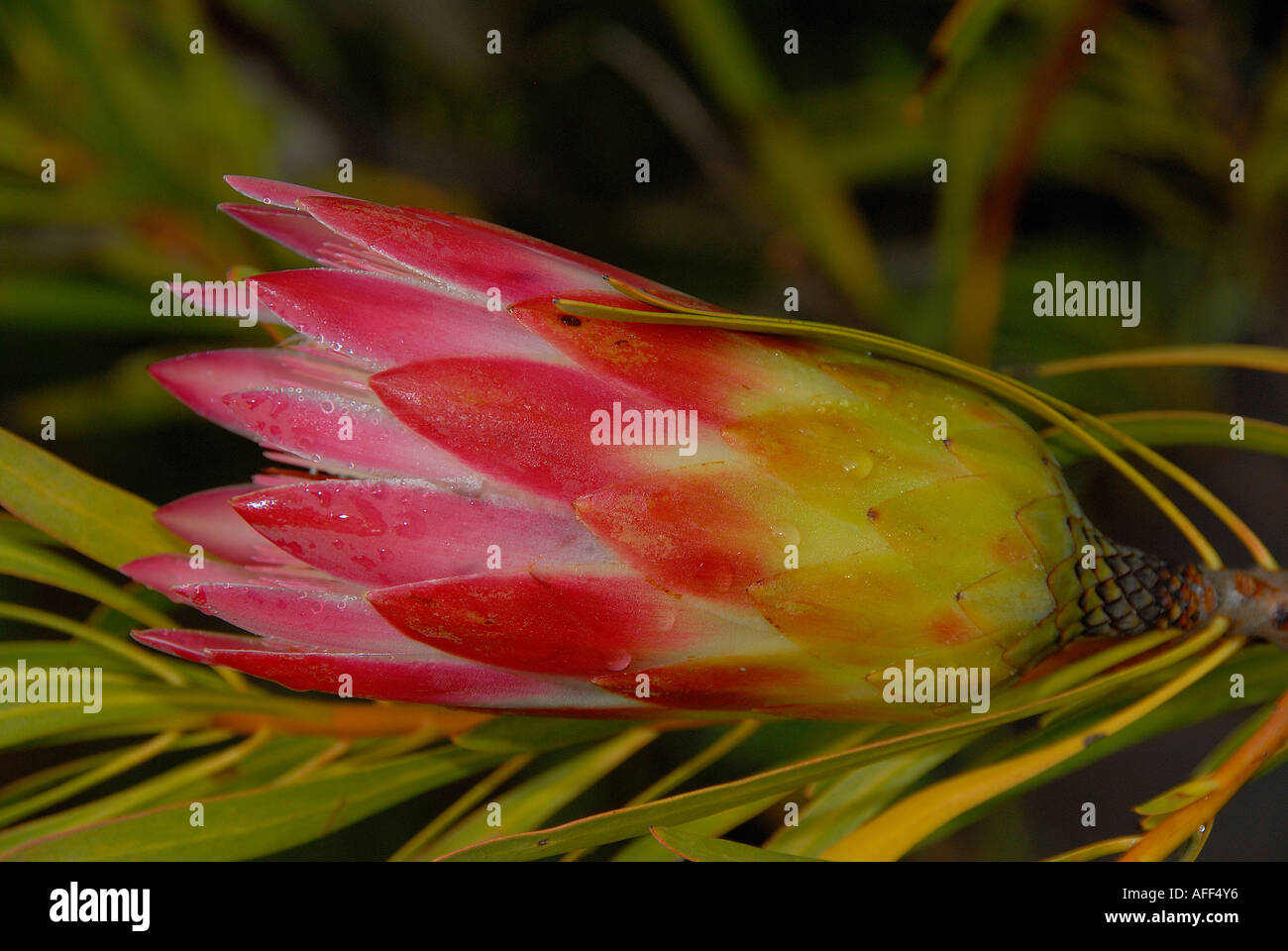 Sugar bush, protea repens, pink, South Africa Stock Photo