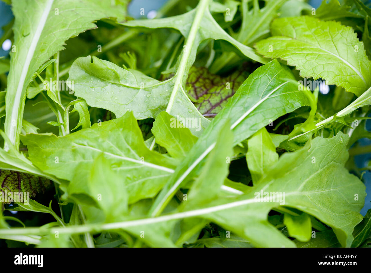 Mixed salad leaves Stock Photo Alamy