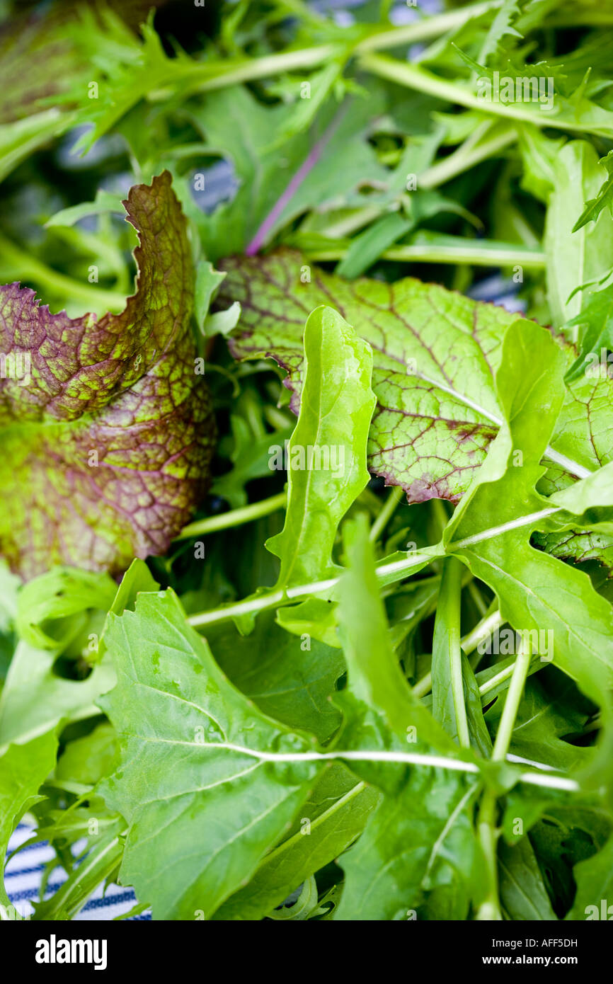 Mixed salad leaves Stock Photo Alamy