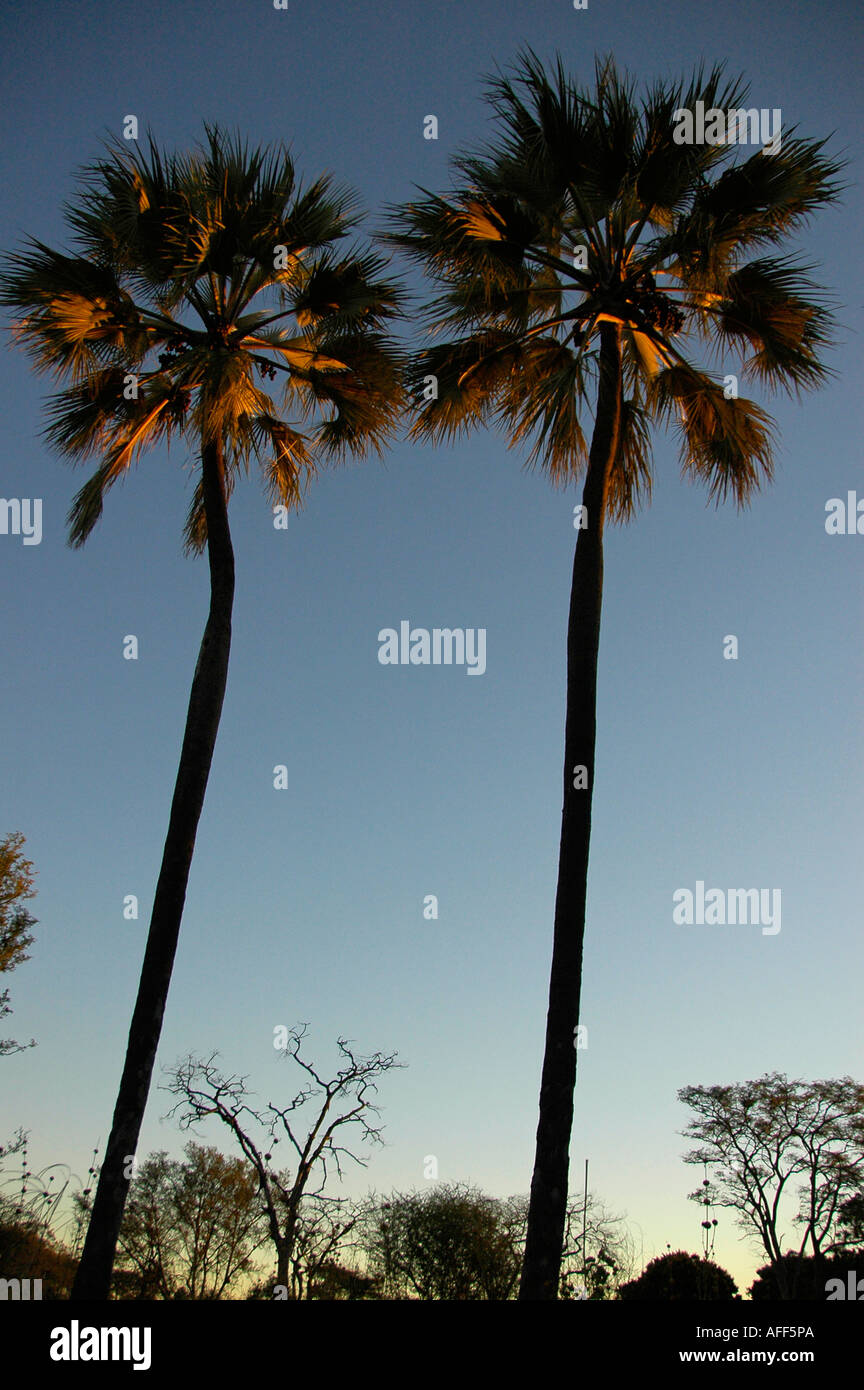 Two palm trees silhouetted at dawn, Zimbabwe, Zambezi river Stock Photo