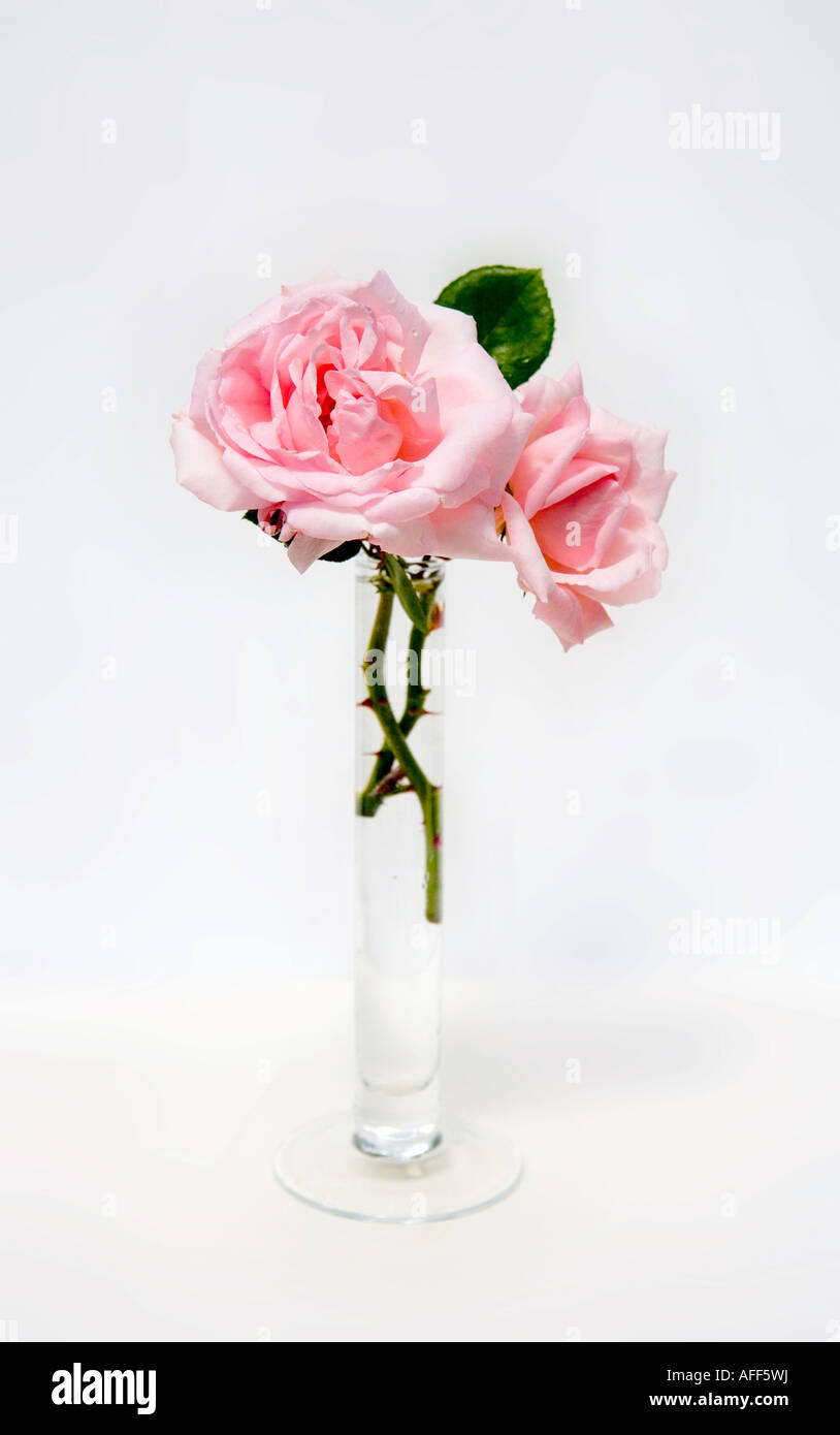 Pink roses in a glass vase Stock Photo - Alamy