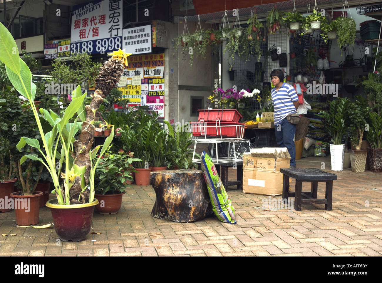 Plant shop in the Flower Market Area, Mong Kok, Hong Kong Stock Photo Alamy