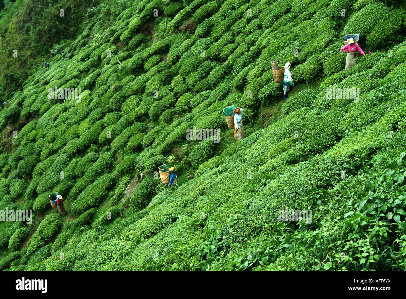 Tea pickers on an estate in Darjeeling, West Bengal, India. Stock Photo