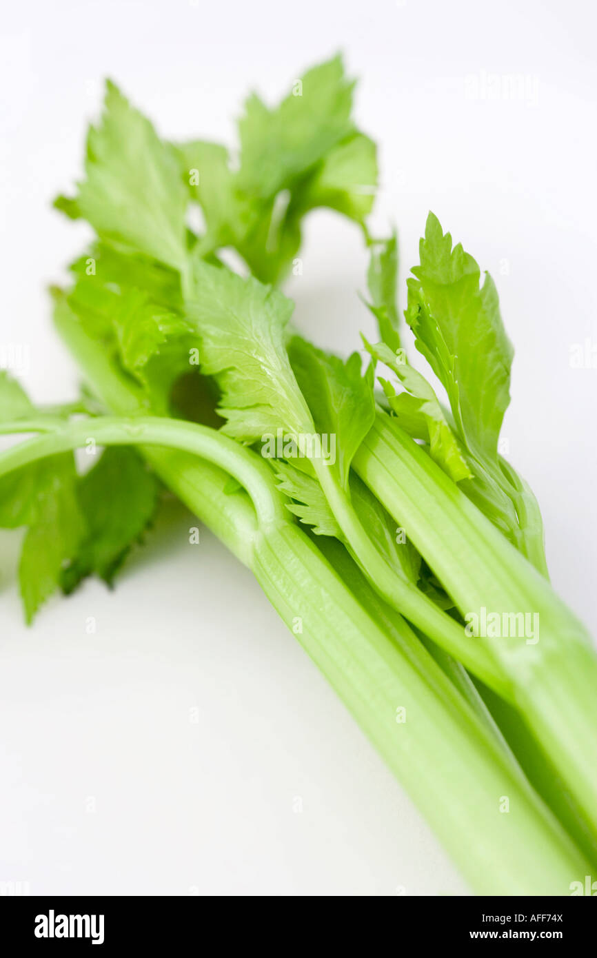 Studio shot of Celery on a white background Stock Photo