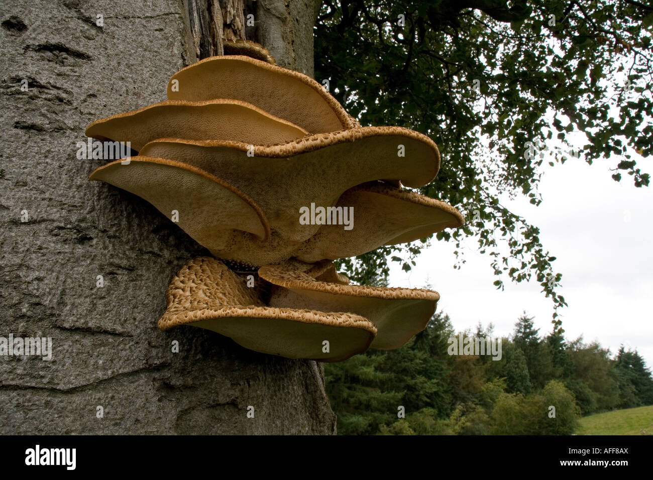 Dryad's Saddle (polyporus squamosus) - tree bracket fungi on Beech Tree near Norbury, Shropshire Stock Photo