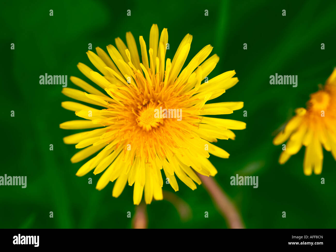 Dandelion flower close up Stock Photo