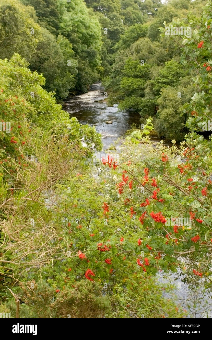 The red berries of a rowan tree showing against the green leaves and stream underneath Scotland August 2007 Stock Photo