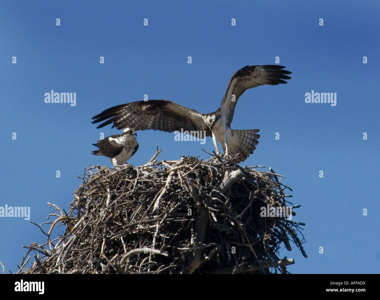 Pair of Osprey tend nest with young Stock Photo