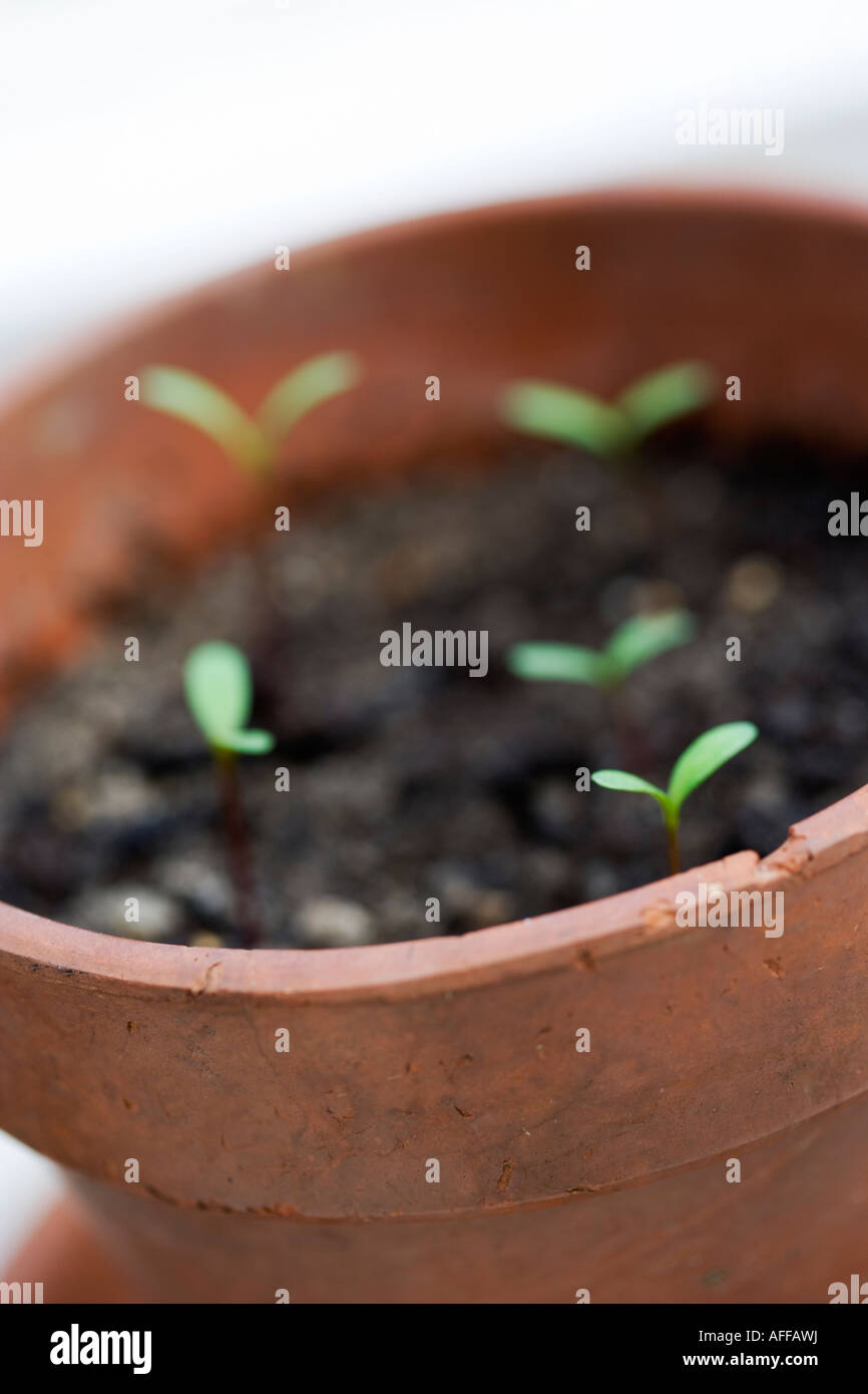 Close up shot of a tetta-cotta pot with 5 seedlings Stock Photo