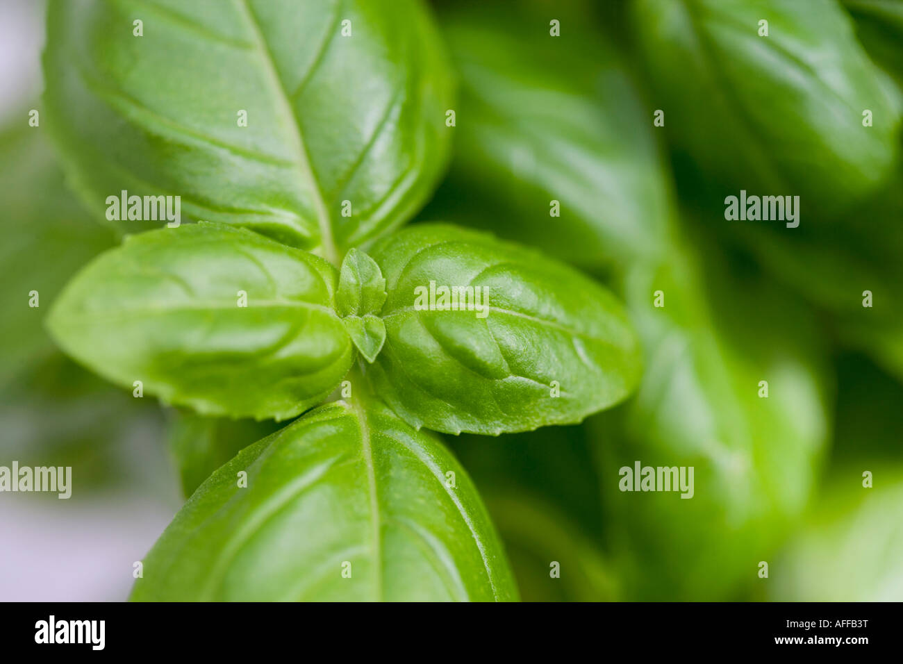 Close up of Basil leaves Stock Photo