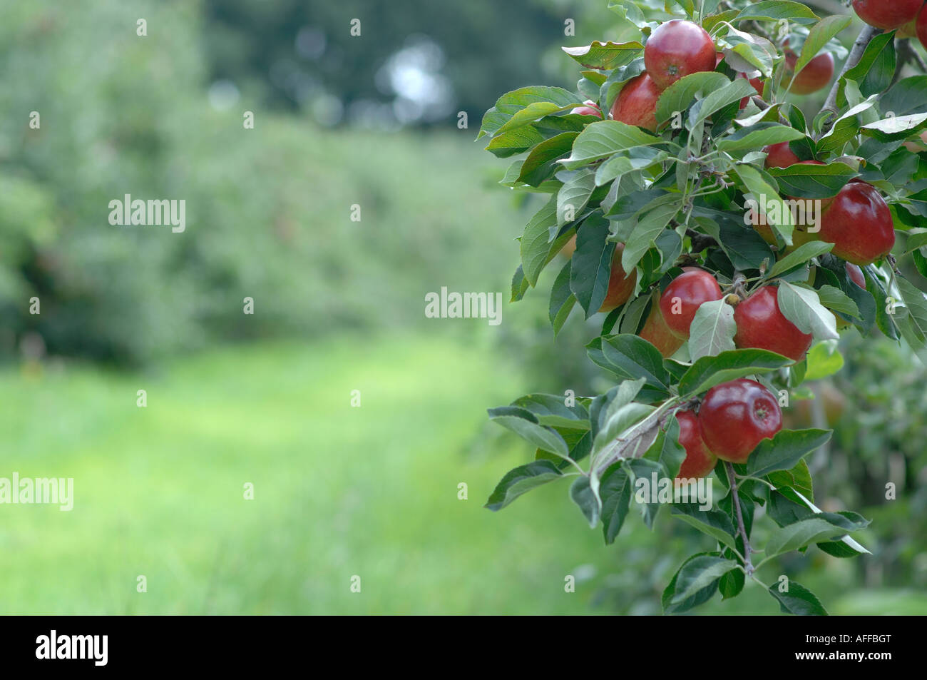 Apple orchard in Saltwood, Hythe, Kent Stock Photo Alamy