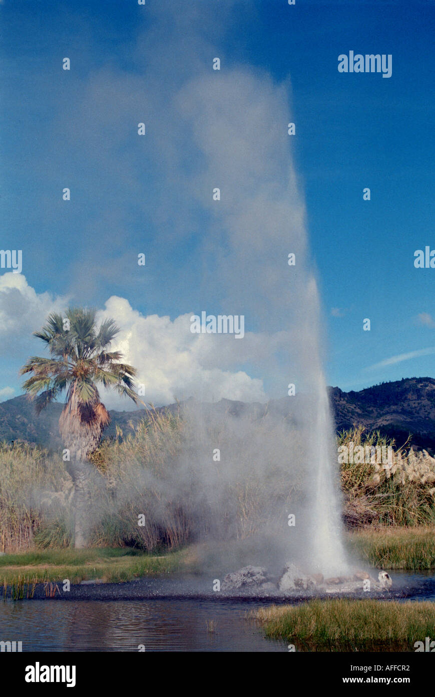 Old Faithful Geyser, Calistoga, California Stock Photo Alamy