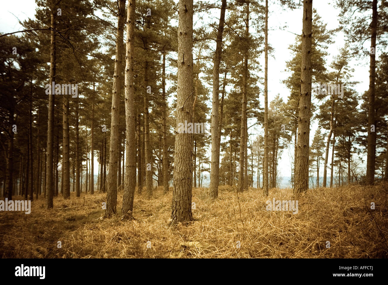 Pine forest Stock Photo