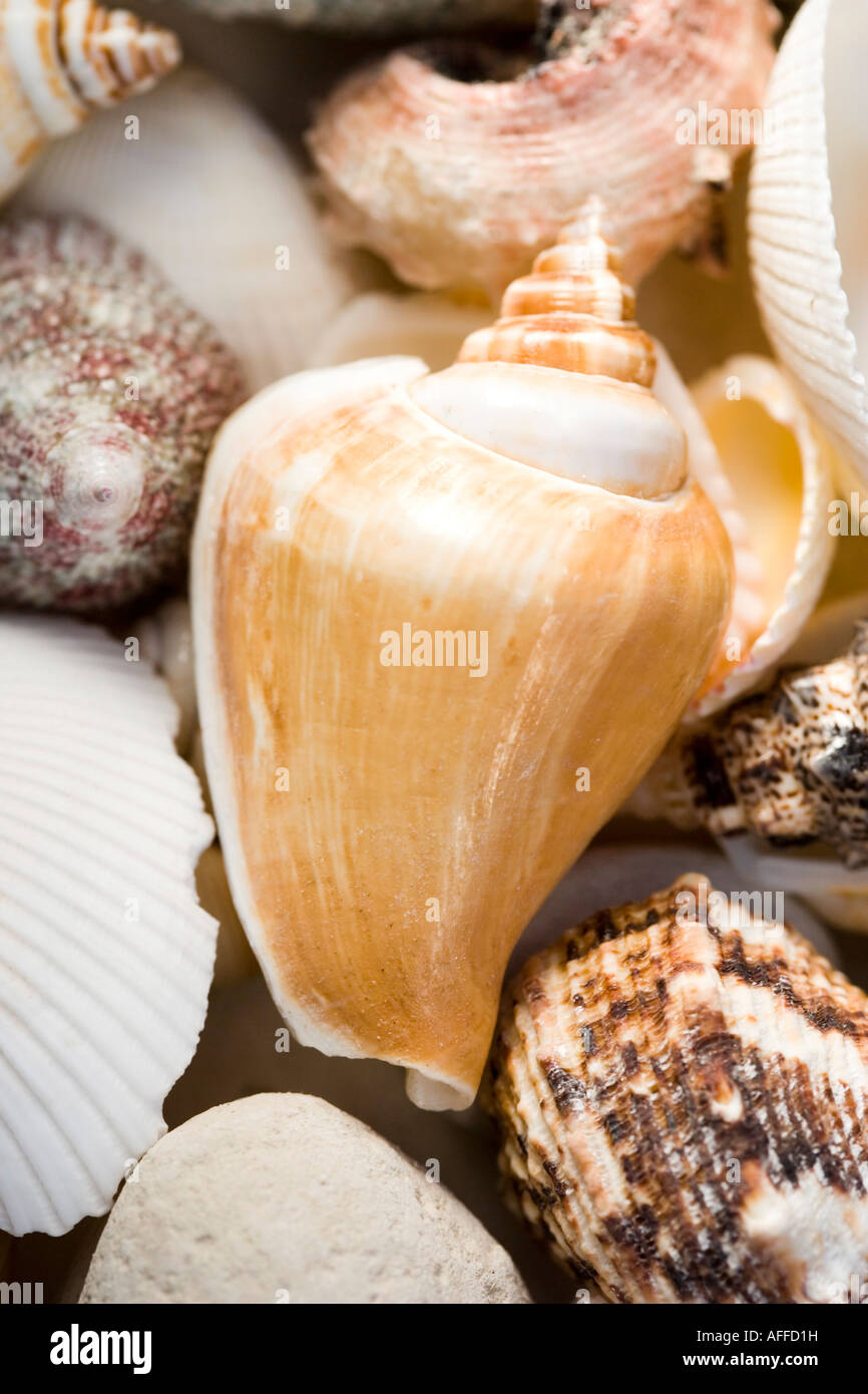 Close up shot of a sea shells Stock Photo
