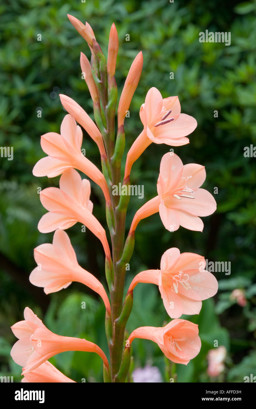 Watsonia flower Stock Photo
