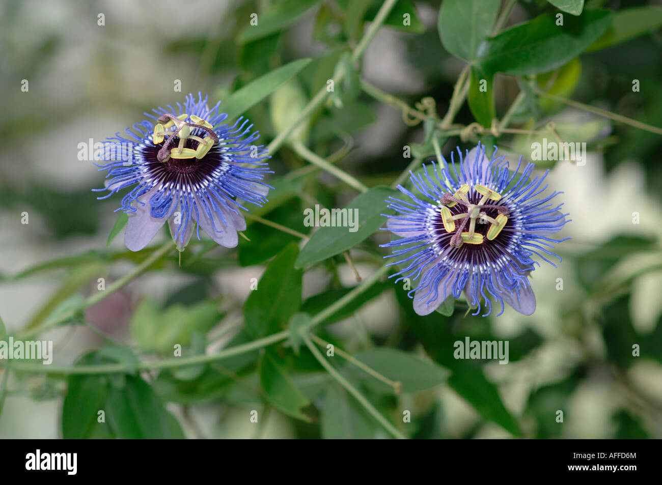 Passiflora growing in a conservatory Stock Photo