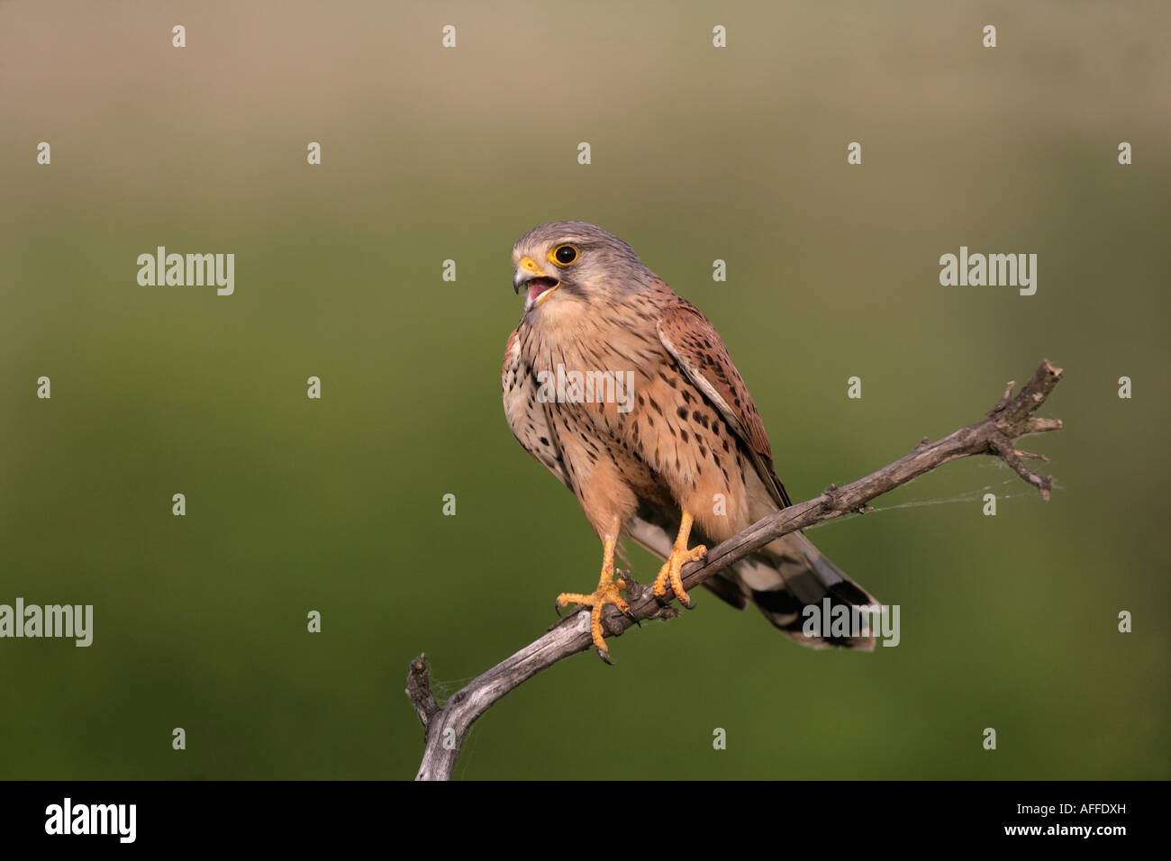 Kestrel Falco tinnunculus Hungary Male Stock Photo