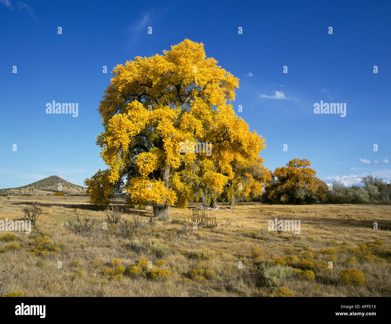 Giant cottonwood trees turn gold in October autumn along the Camino