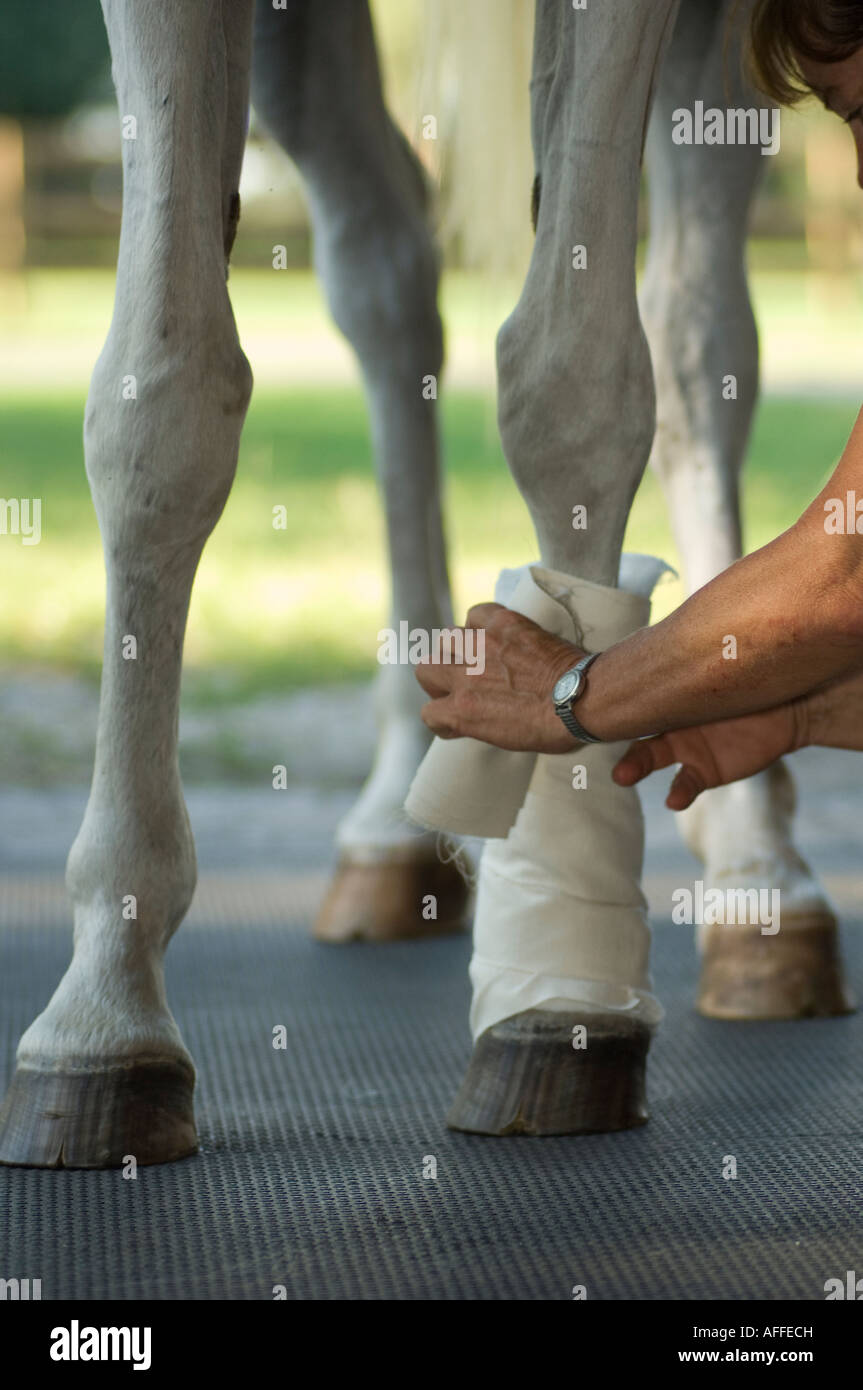 Woman vet wrapping horses front leg Stock Photo Alamy