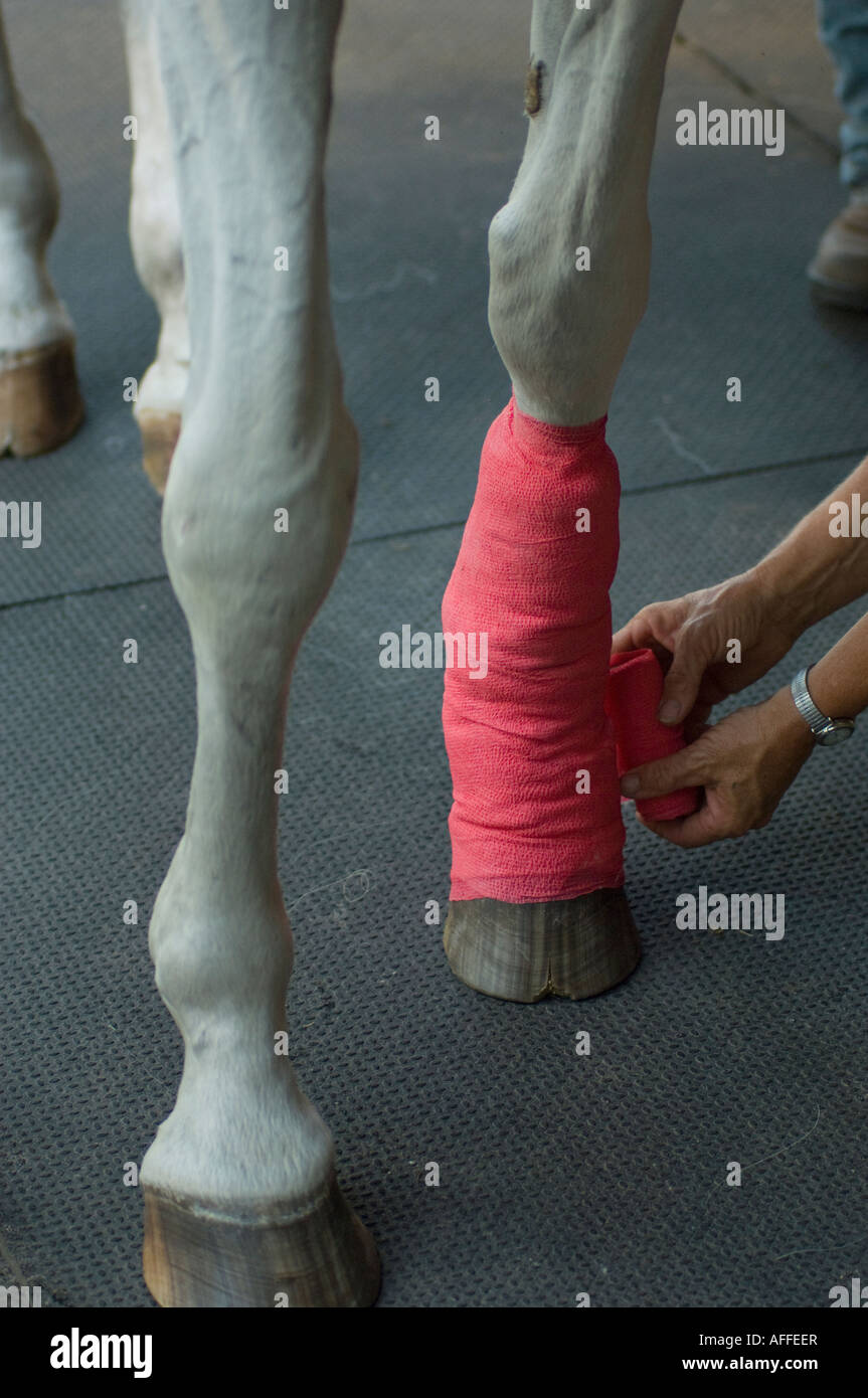 Woman vet wrapping injured front leg of Arabian horse stallion Stock Photo Alamy