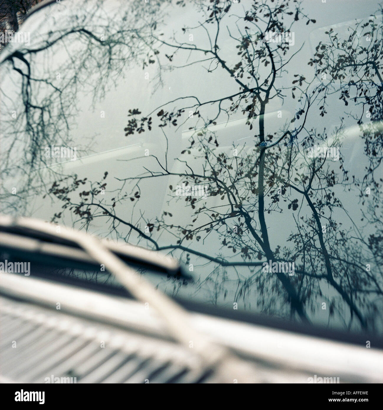 bcvr 50 4126 Winterliche Zweige spiegeln sich in einer Windschutzscheibe Stock Photo