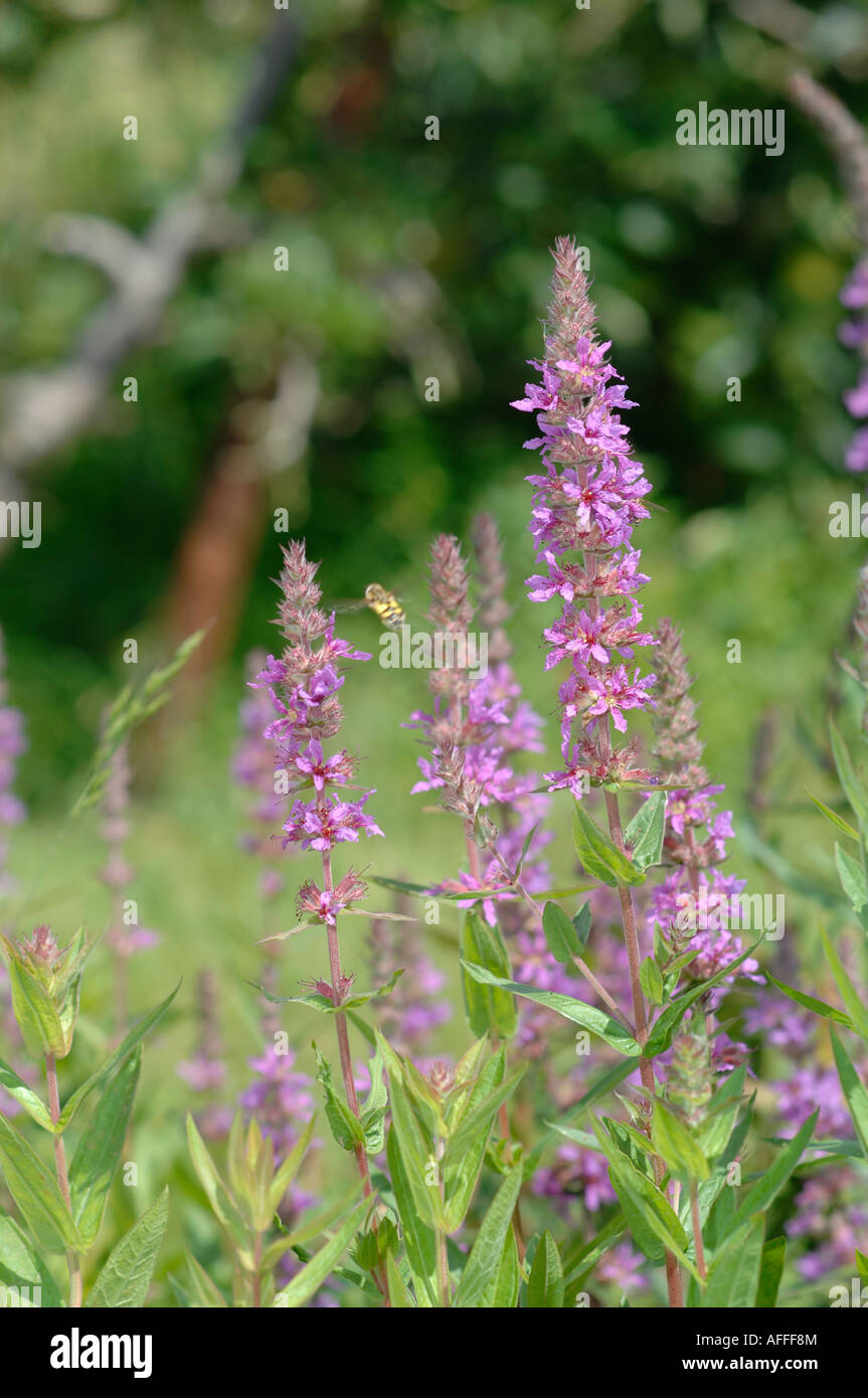 Butterflies wild flowers meadow countryside kent Stock Photo