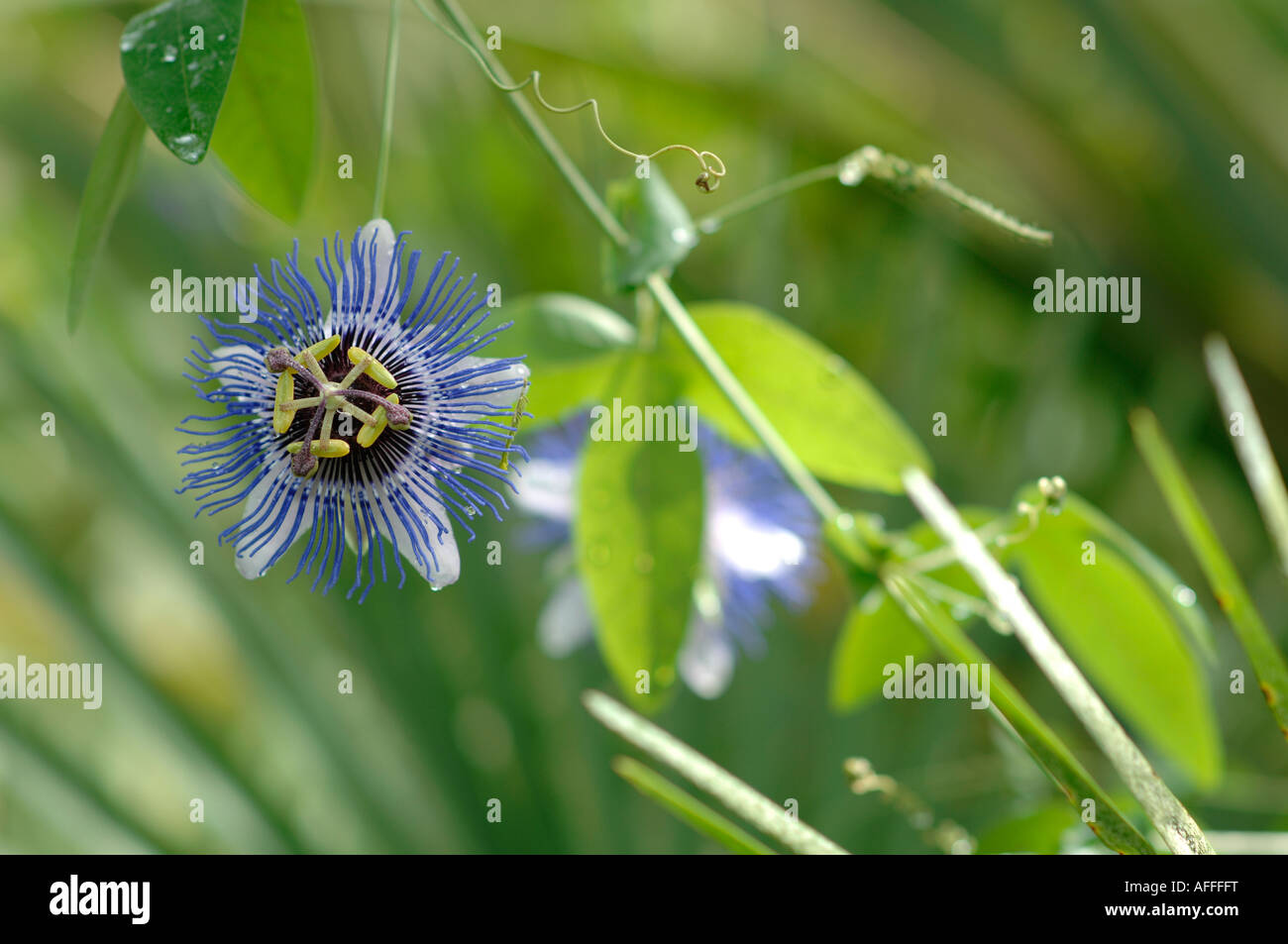 Passiflora growing in a conservatory Stock Photo