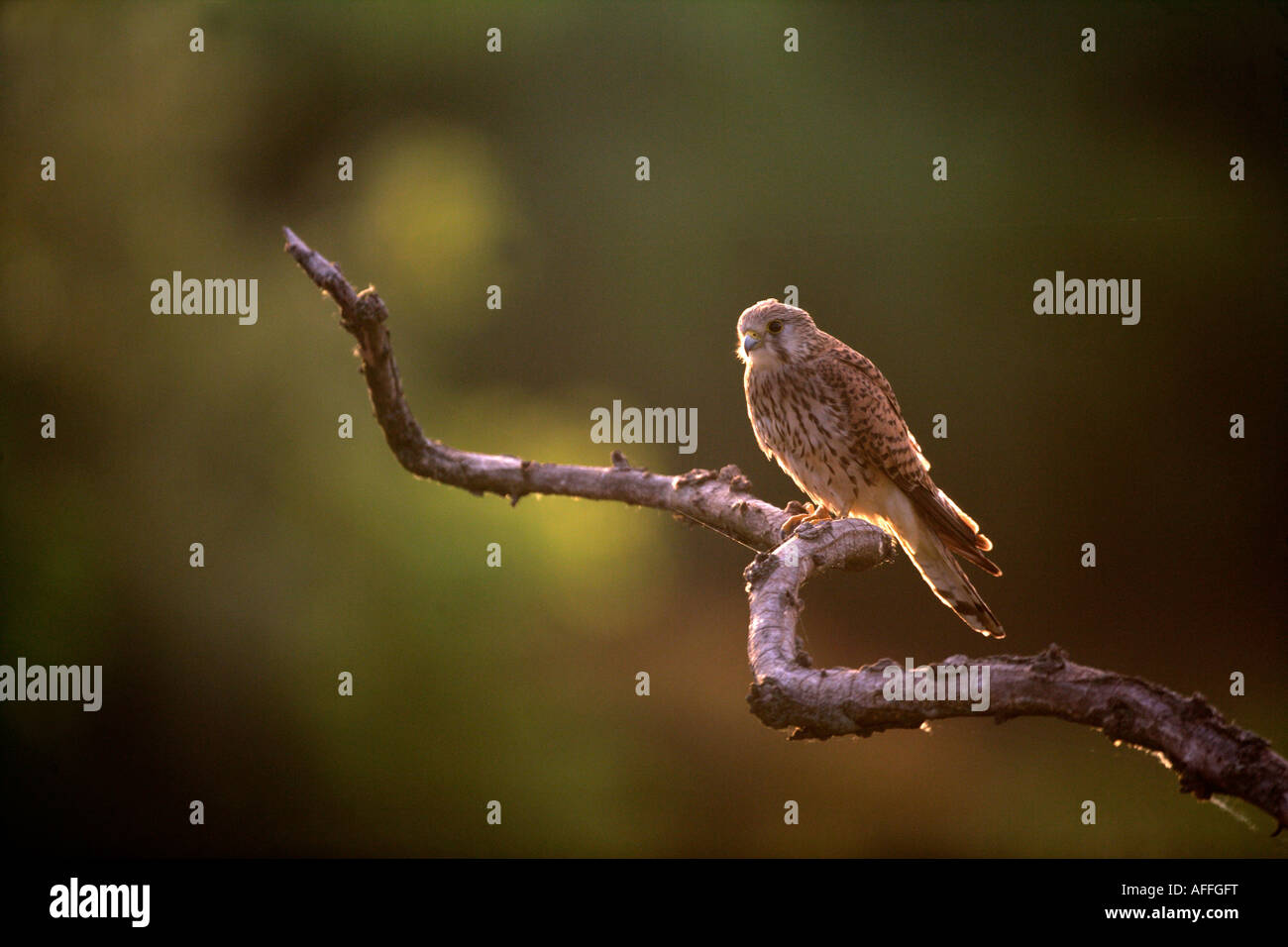 Kestrel Falco tinnunculus Hungary Female Stock Photo