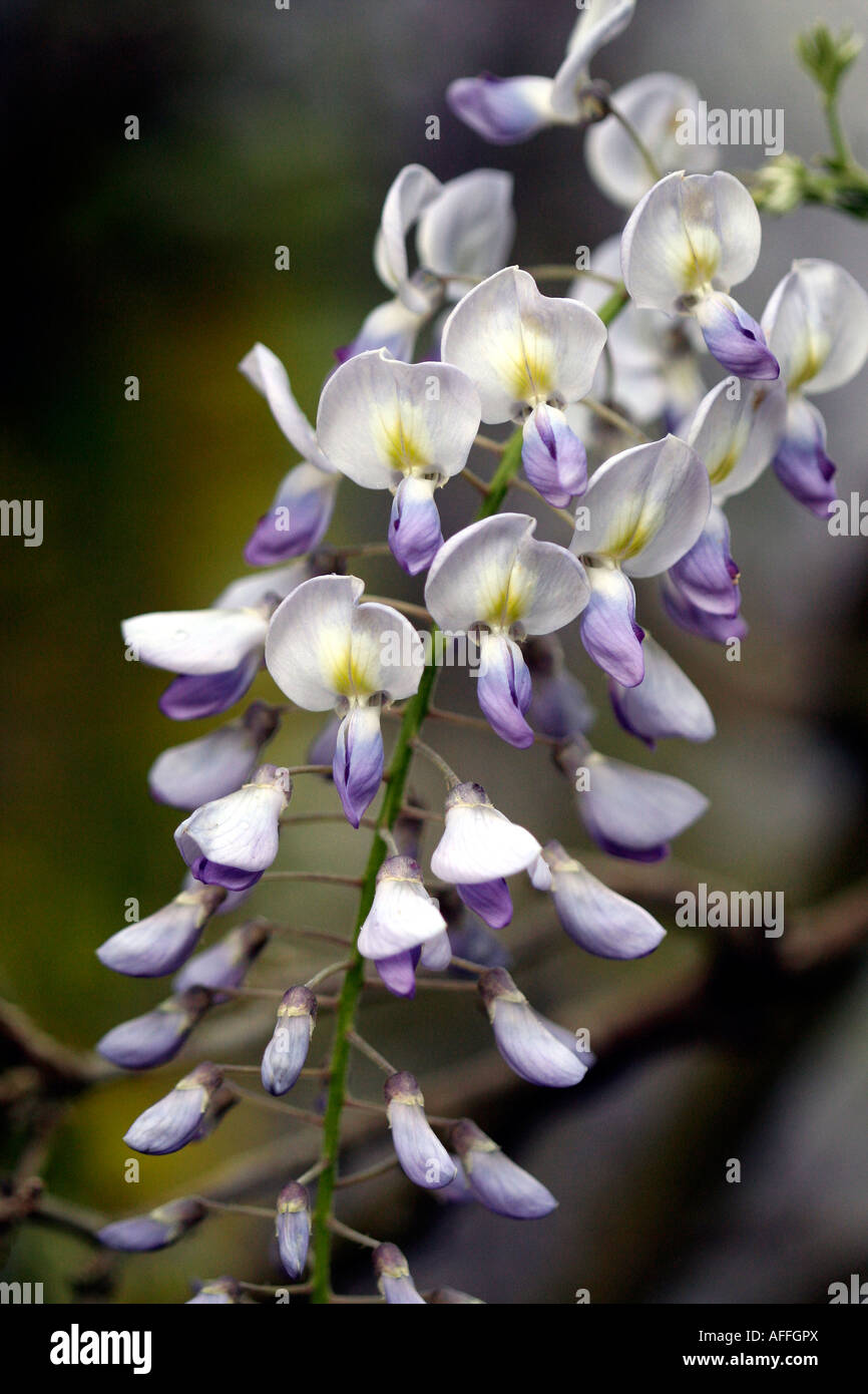 Flower buds wisteria hires stock photography and images Alamy
