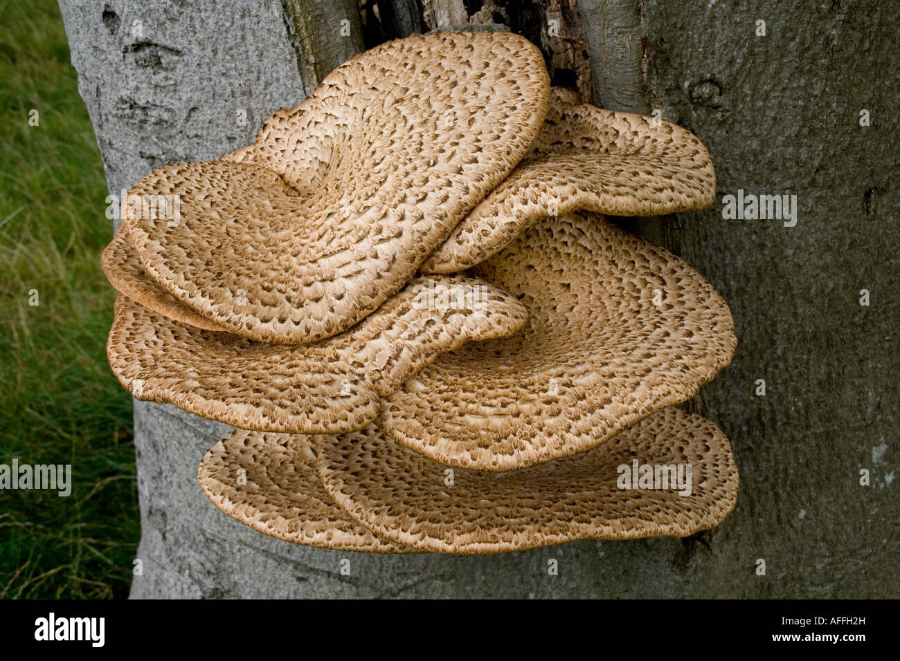 Dryad's Sadlle (polyporus squamosus) - tree bracket fungi on Beech Tree near Norbury, Shropshire Stock Photo