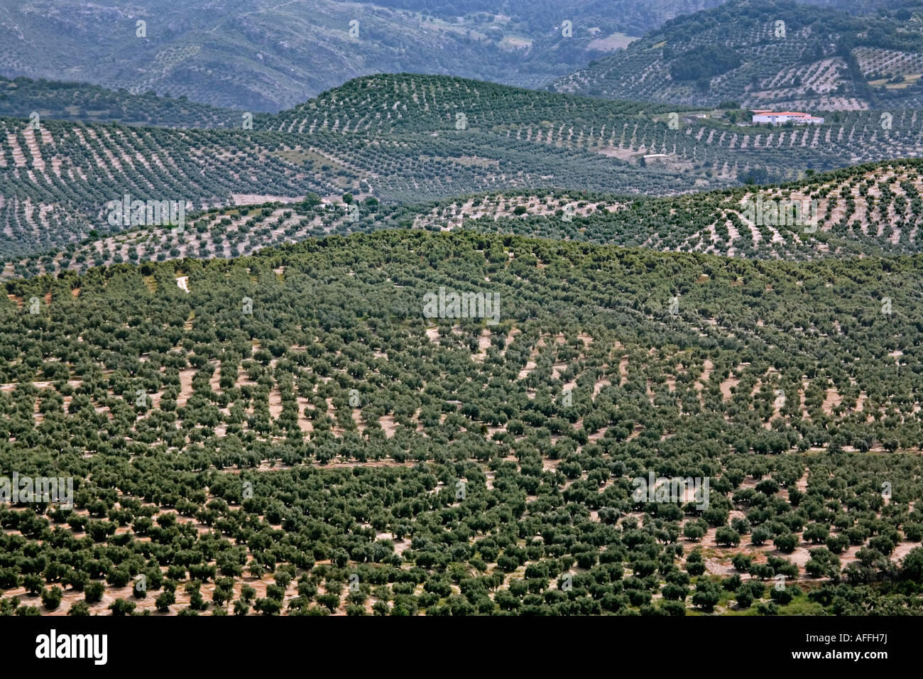 field of olive trees natural park of cazorla and the villas jaen Andalusia Spain Stock Photo
