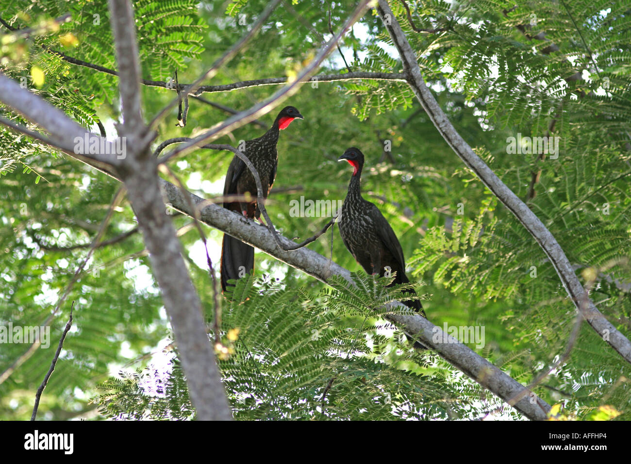 a pair of large black guans making courtship in the forest Stock Photo