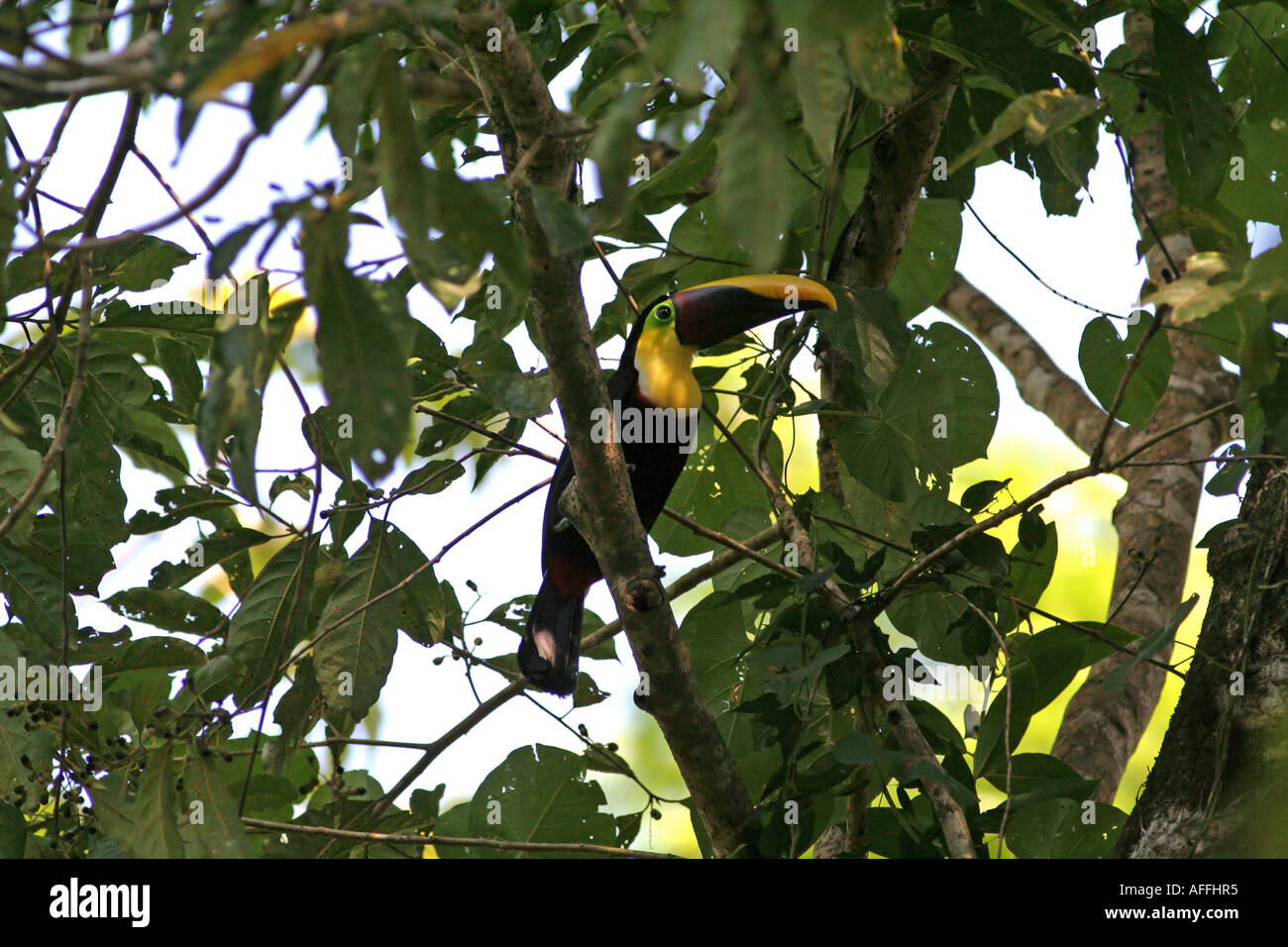 A large fruiteating bird in a Costa Rican rainforest Stock Photo Alamy