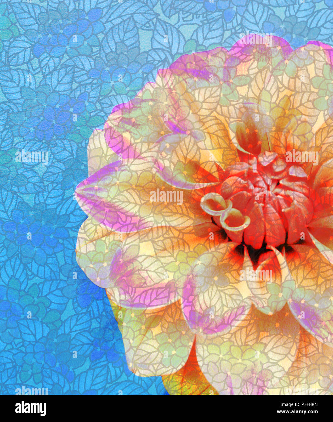 Illustration of a cream adn pink dahlia flower against a blue textured background Stock Photo