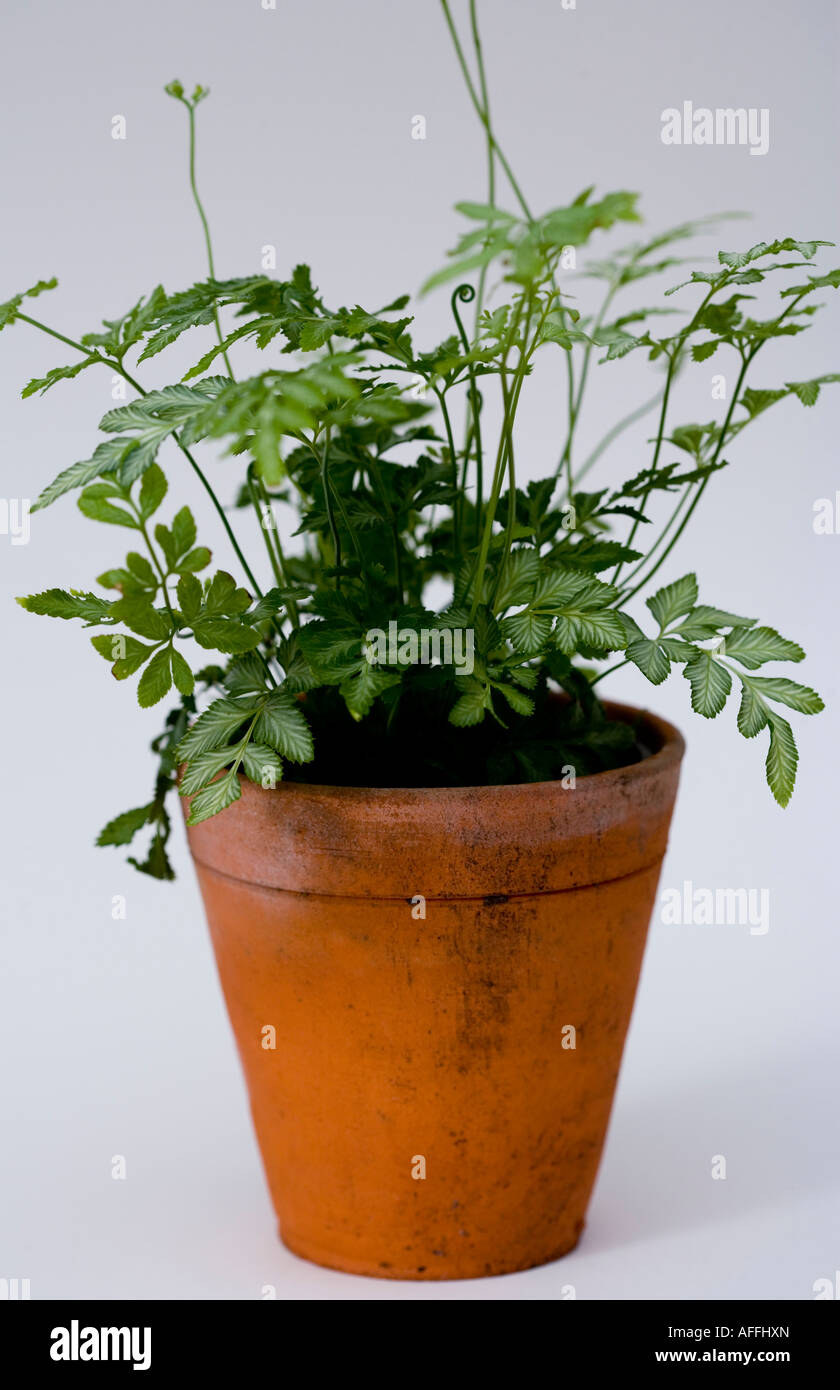 Ferns in a pot Stock Photo