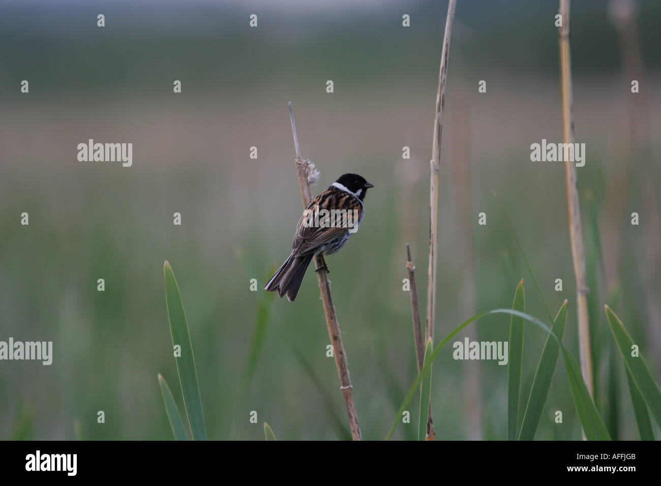 European Reed Beds A characteristic bird in european reed beds Stock Photo - Alamy