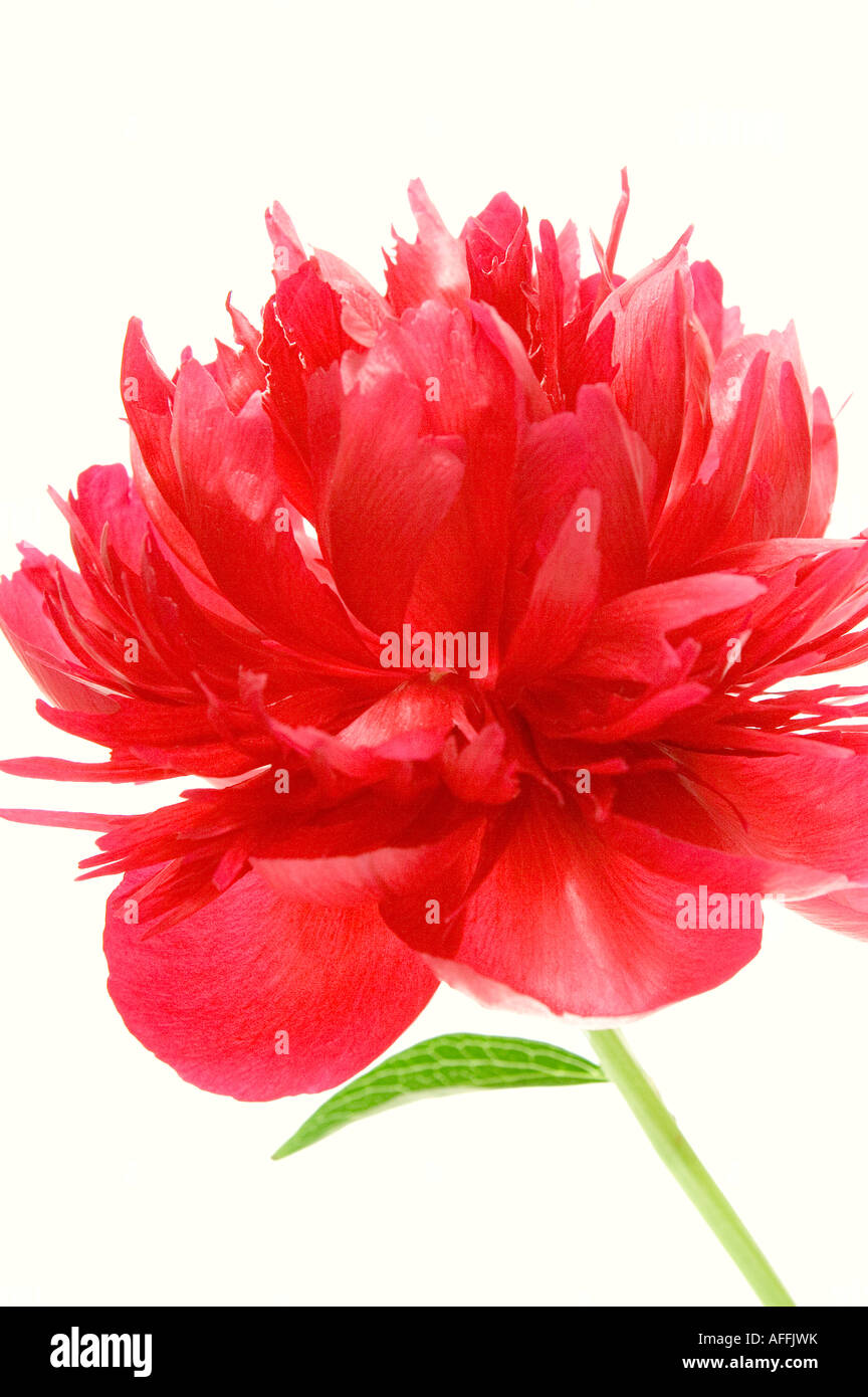 One red Peony flower against a white background. Stock Photo